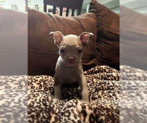 Boston Terrier Puppy for sale in ABILENE, TX, USA