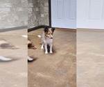 Puppy Sonic Shetland Sheepdog