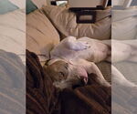 Small #4 American Pit Bull Terrier Mix