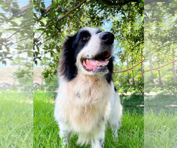 Medium Photo #5 Great Pyrenees-Unknown Mix Puppy For Sale in Spring, TX, USA