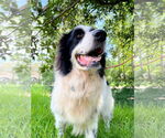 Small #4 Great Pyrenees Mix