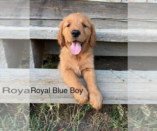 Medium Photo #3 Golden Retriever Puppy For Sale in SANDERSVILLE, GA, USA
