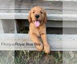Small #2 Golden Retriever