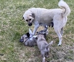 Small Photo #14 Anatolian Shepherd Puppy For Sale in LITTLE MEADOWS, PA, USA