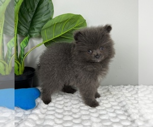 Pomeranian Puppy for Sale in FRANKLIN, Indiana USA