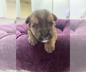 Yorkshire Terrier Puppy for sale in SAN ANTONIO, TX, USA