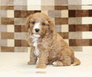 Bernedoodle (Miniature)-Cavapoo (Miniature) Mix Puppy for sale in DENVER, PA, USA