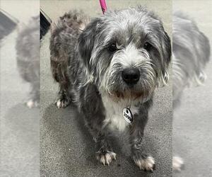 Shih Tzu Dogs for adoption in Forestville, MD, USA