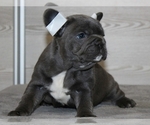 Small Photo #5 French Bulldog Puppy For Sale in CLINTON, NJ, USA