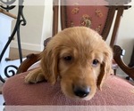 Small Photo #3 Golden Retriever Puppy For Sale in STOCKTON, CA, USA
