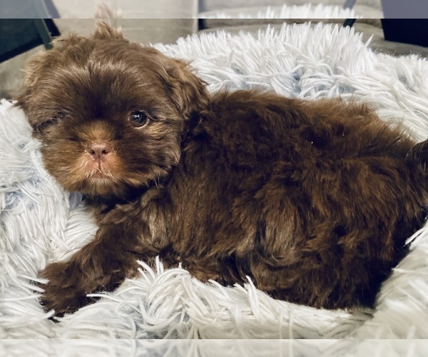 Medium Photo #9 Shih Tzu Puppy For Sale in MESA, AZ, USA