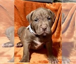 Puppy Blue American Bully