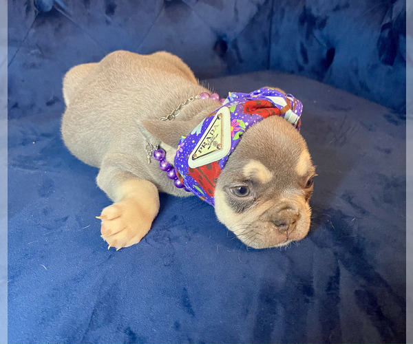 Medium Photo #4 French Bulldog Puppy For Sale in ENCINO, CA, USA