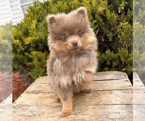 Pomeranian Puppy for sale in MIDDLEBURY, IN, USA