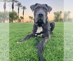 Small Neapolitan Mastiff