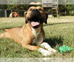 Small #1 Boxer Mix