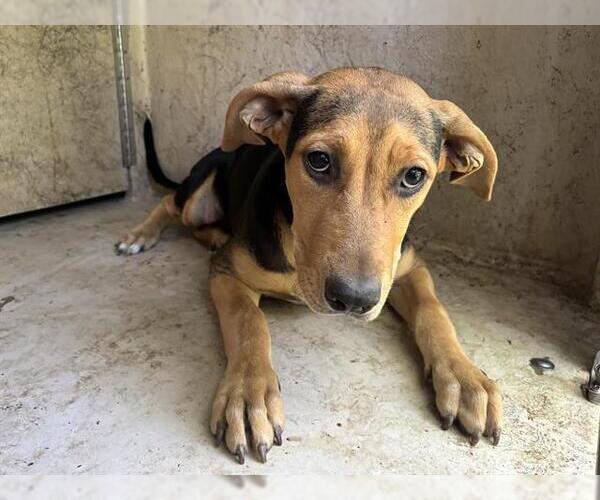 Medium Photo #1 Mutt Puppy For Sale in Oklahoma City, OK, USA