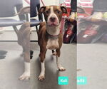 Small #2 American Pit Bull Terrier-Labrador Retriever Mix