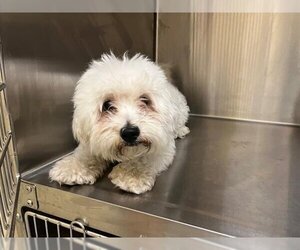 Maltese Dogs for adoption in Orange, CA, USA