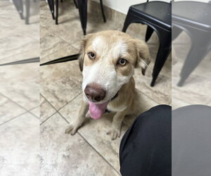 Retriever -Unknown Mix Dogs for adoption in Brewster, NY, USA