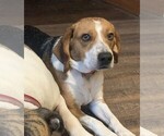 Bubba - Male Beagle Puppy for Sale - Small photo
