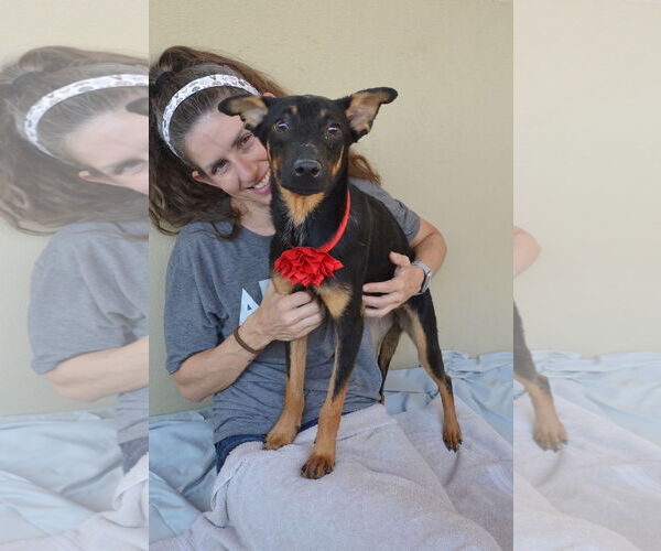 Medium Photo #4 Mutt Puppy For Sale in McKinney, TX, USA