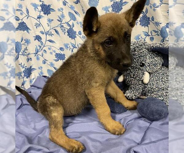Medium Photo #1 German Shepherd Dog-Unknown Mix Puppy For Sale in Modesto, CA, USA
