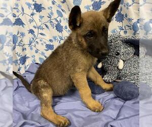 German Shepherd Dog-Unknown Mix Dogs for adoption in Modesto, CA, USA