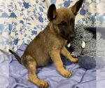 Small German Shepherd Dog Mix