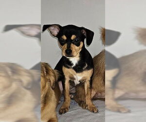 Chihuahua-Unknown Mix Dogs for adoption in Rockaway, NJ, USA