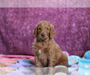 Goldendoodle Puppy for sale in AURORA, CO, USA