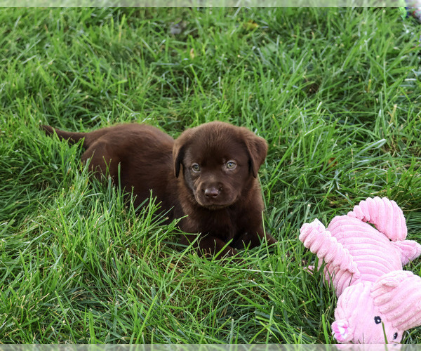 Medium Photo #5 Labrador Retriever Puppy For Sale in SYRACUSE, IN, USA