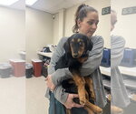 Small #1 Basschshund