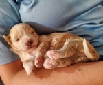 Small #22 Bernedoodle (Miniature)