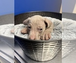 Small Photo #5 Weimaraner Puppy For Sale in MIDDLETOWN, OH, USA