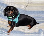 Small Photo #7 Dachshund Puppy For Sale in Shelbyville, TN, USA