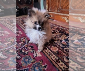 Pomeranian Puppy for Sale in MARLTON, New Jersey USA