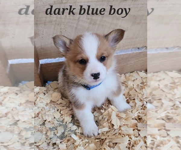 Medium Photo #4 Pembroke Welsh Corgi Puppy For Sale in MARCELINE, MO, USA