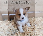 Small Photo #4 Pembroke Welsh Corgi Puppy For Sale in MARCELINE, MO, USA