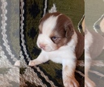 Small Photo #3 Australian Shepherd Puppy For Sale in BAILEYTON, AL, USA