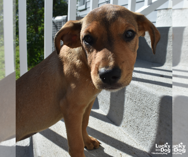 Medium Photo #6 Labrador Retriever-Unknown Mix Puppy For Sale in Washington, DC, USA