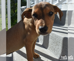 Small #5 Labrador Retriever Mix