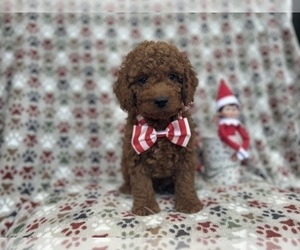 Cock-A-Poo Puppy for sale in LAKELAND, FL, USA