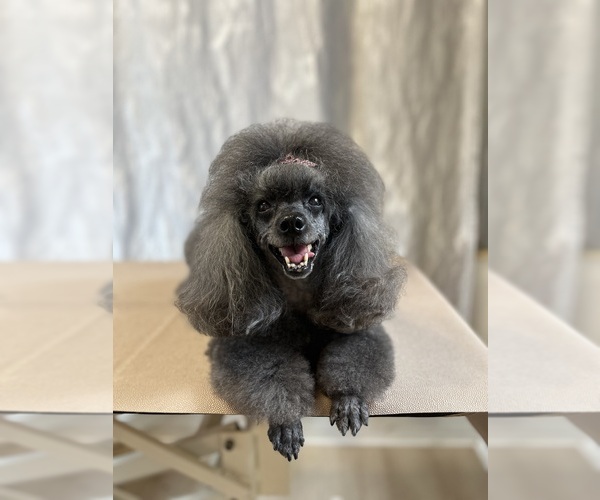 Medium Photo #7 Poodle (Toy) Puppy For Sale in HOLLYWOOD, FL, USA