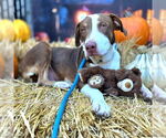 Small #3 American Pit Bull Terrier Mix
