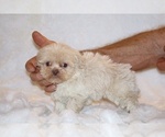 Small #5 Shih Tzu