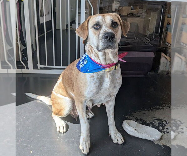 Medium Photo #6 Mutt Puppy For Sale in Vail, AZ, USA