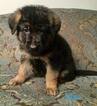 Small Photo #11 German Shepherd Dog Puppy For Sale in COLETA, IL, USA
