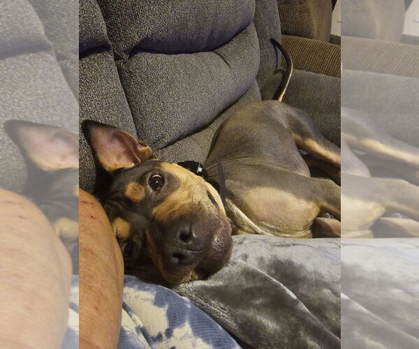 Medium Photo #12 Rus-A-Pei Puppy For Sale in Chandler, AZ, USA