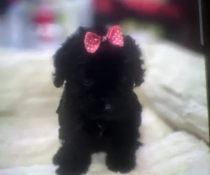 Maltipoo-Poodle (Miniature) Mix Puppy for sale in PERRIS, CA, USA